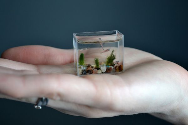 Самый маленький в мире аквариум